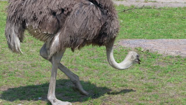 bird-ostrich-strauss-feather