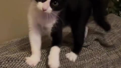 funny cat