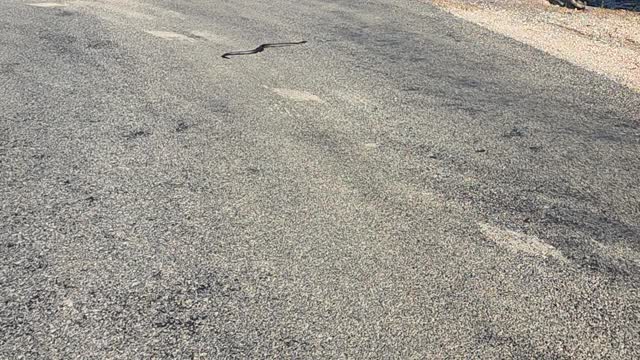 Tiger Snake crossing road