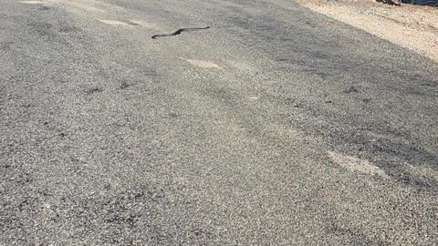 Tiger Snake crossing road