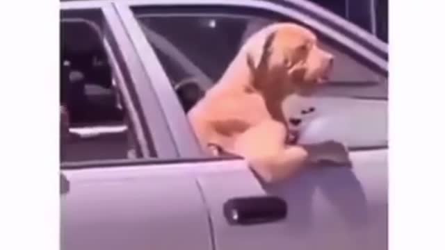 Look at this dogs what a funny video