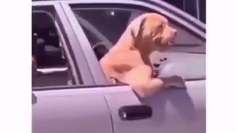 Look at this dogs what a funny video