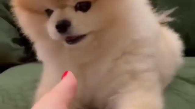 Cute puppy fun