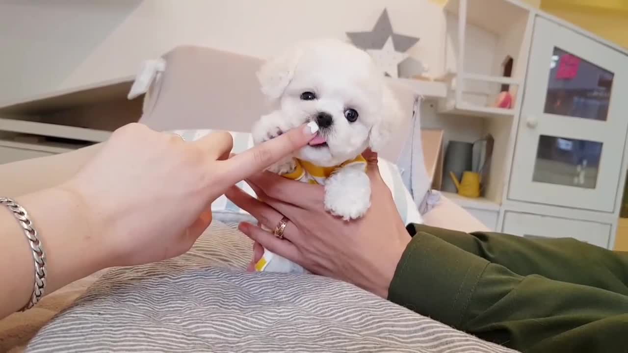 Cute lovely puppy videos