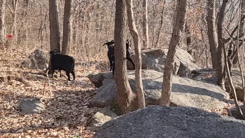 Goat family picnic