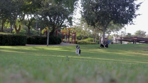 Dog plays in the garden.