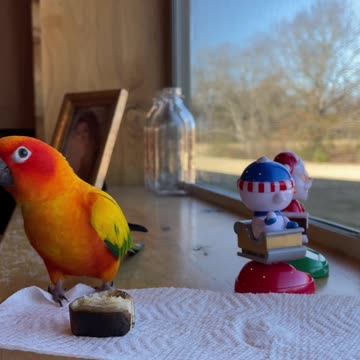 Parrot dances with bobble head buddies while eating banana