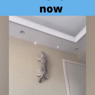 I'll ruin your wallpaper now