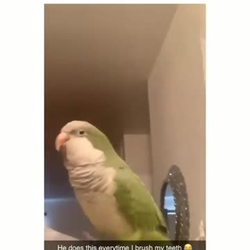 the parrot has the moves