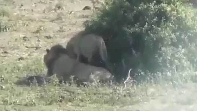 A lion takes an unborn cub from its prey