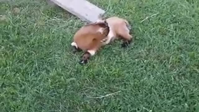 Collab copyright protection - baby goat falls off seesaw