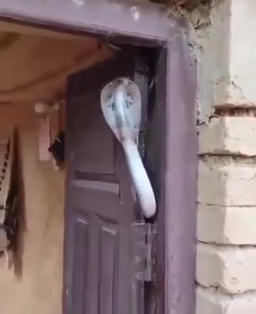 Indian security system: super.Индийская охраная система:супер