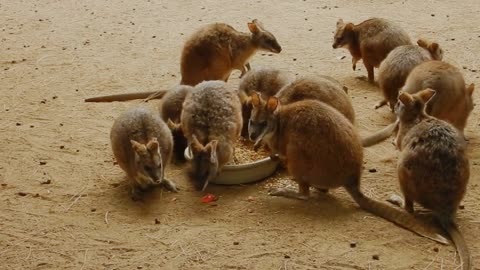 animals eating food