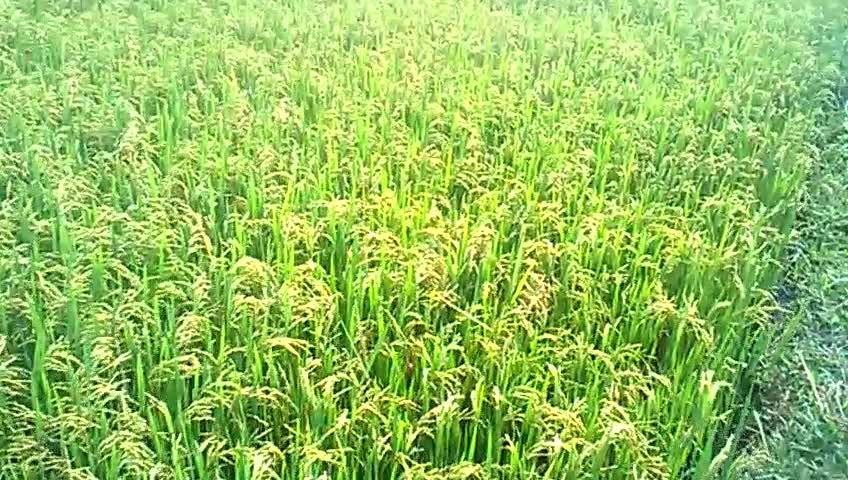 Rice is about nine you see how?