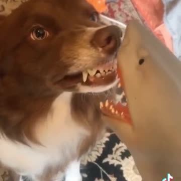 Puppy and Dolphin funny tiktok video