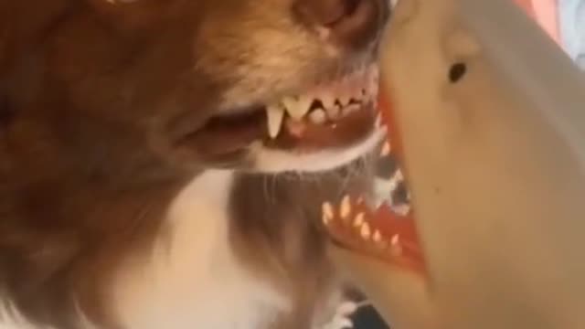 Puppy and Dolphin funny tiktok video