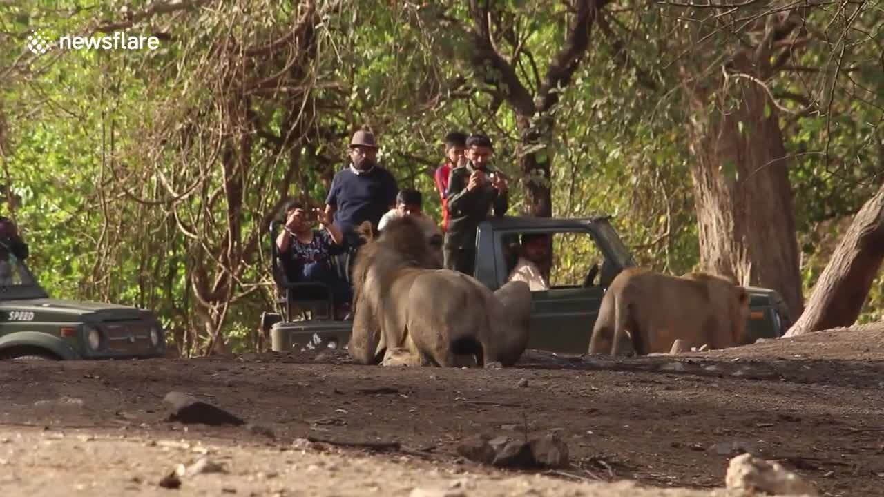 Tourists in India witness intense fight between two male lions