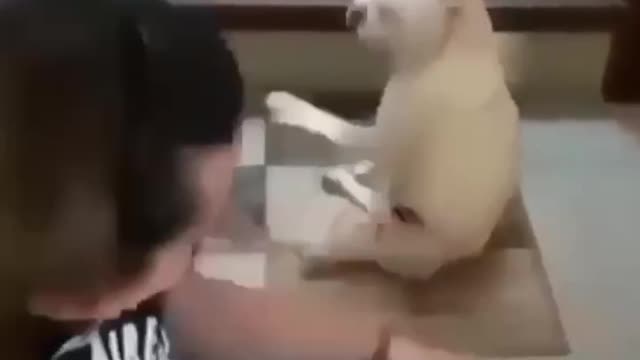 Cute Dog dancing to the beat