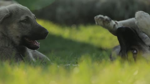 dogs playing, after afternoon snack.