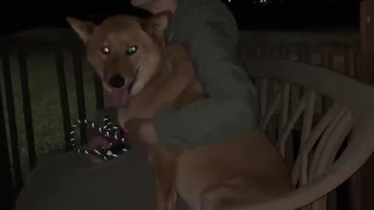 He went from wolf to sitting in a gazebo talking about …