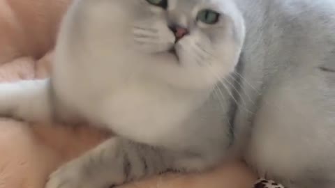 Cute cat with a round head