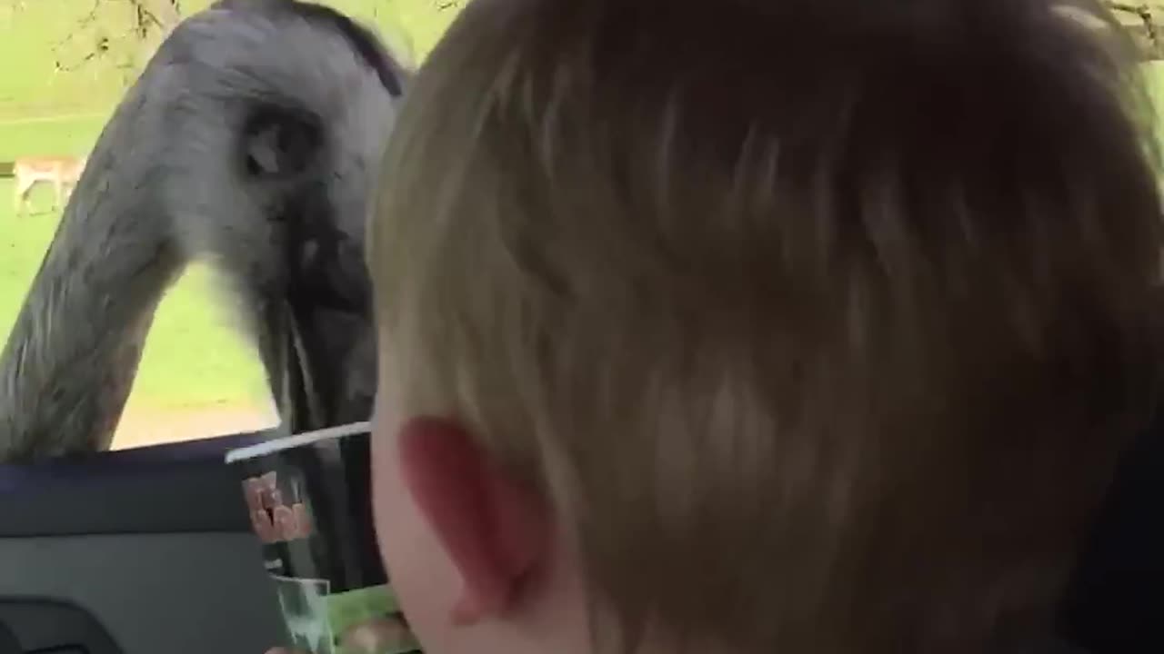 Baby Can't Stop Laughing At Ostrich Eating Food