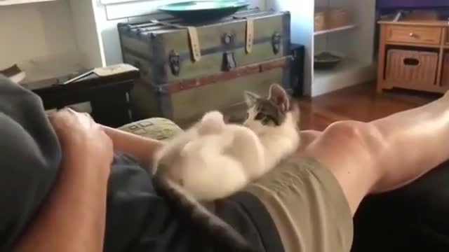 Funny and cute cats moments part 2