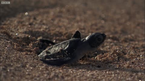 Green Turtle's Battle for Survival | Planet Earth | BBC Earth