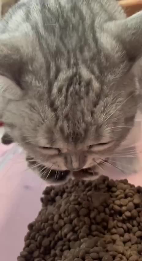 God gave us two hands or paws for a reason 🤣