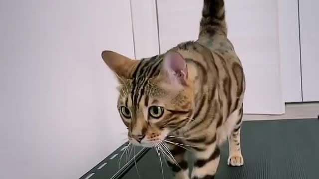 The cute cat plays his morning sport