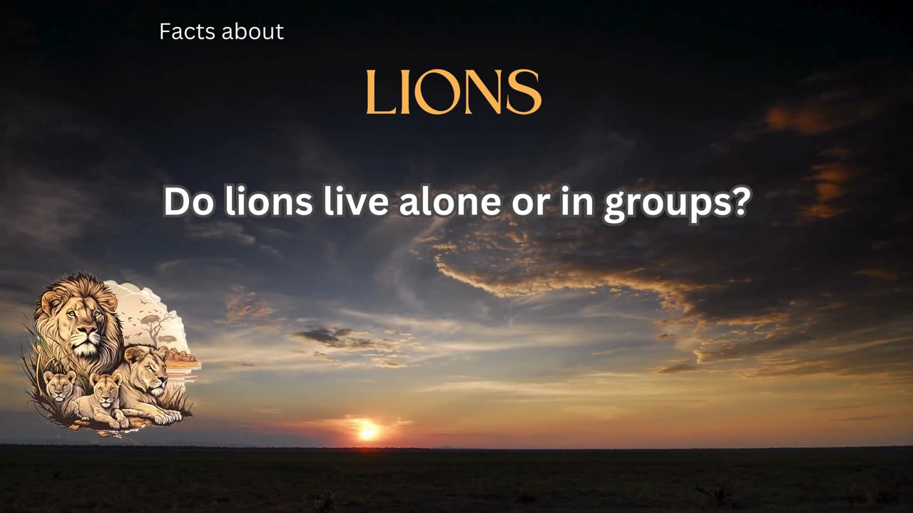 Lion fact 7 - Do lions live alone or in groups?