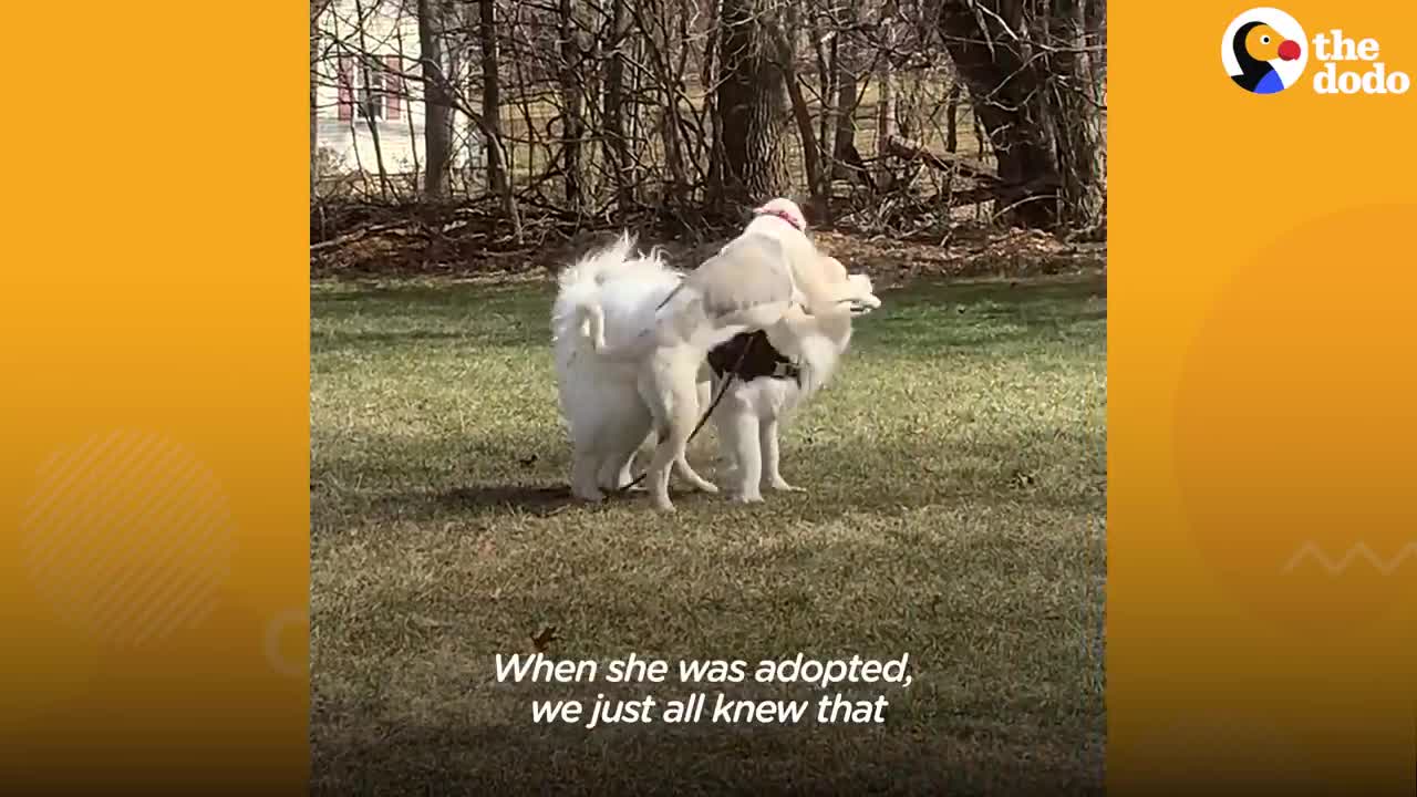 A 6-year-old giant dog freaks out when she eats her first cheeseburger.