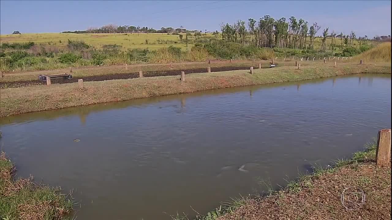 Criação de tilápia