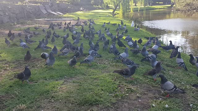 Australia's Birds1