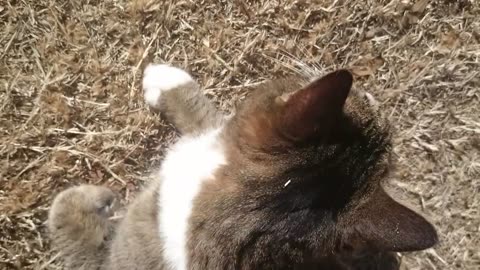 Cute Cat video for cat lovers is on the garden to sunbath