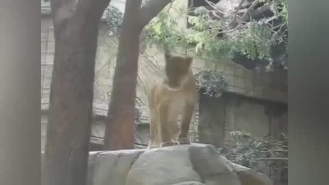 Lioness Stops Lion From Killing Zoo Worker😯