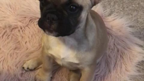 Talking French Bulldog Pup Mon Cheri