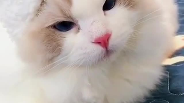 Cute and funny cat video 😍