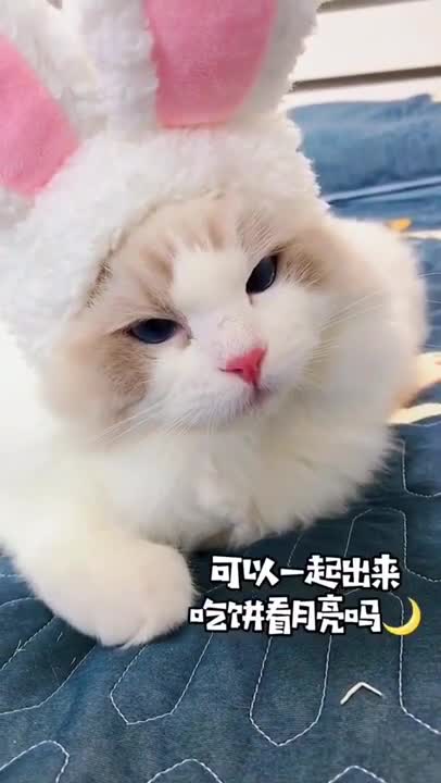Cute and funny cat video 😍