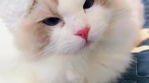 Cute and funny cat video 😍