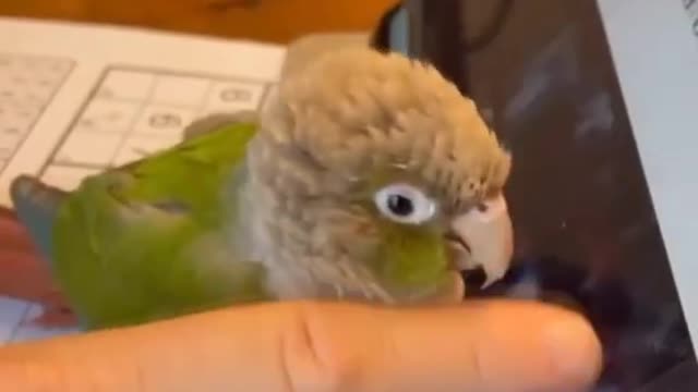 Birb helps hooman use his tablet