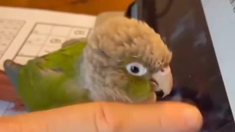 Birb helps hooman use his tablet