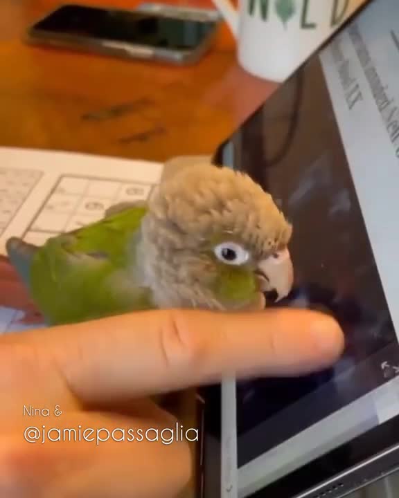 Birb helps hooman use his tablet