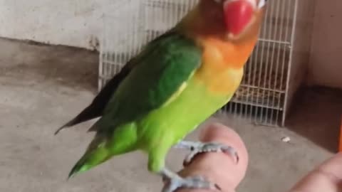 Small Parrot so Smart☺️ lovebird viral shortvideo