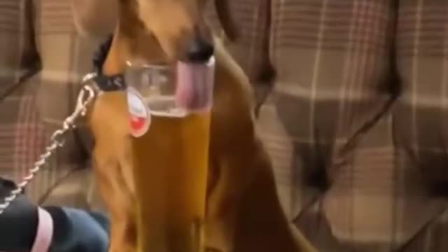 The beer tastes good