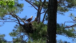 Bald eagles enjoying breakfast