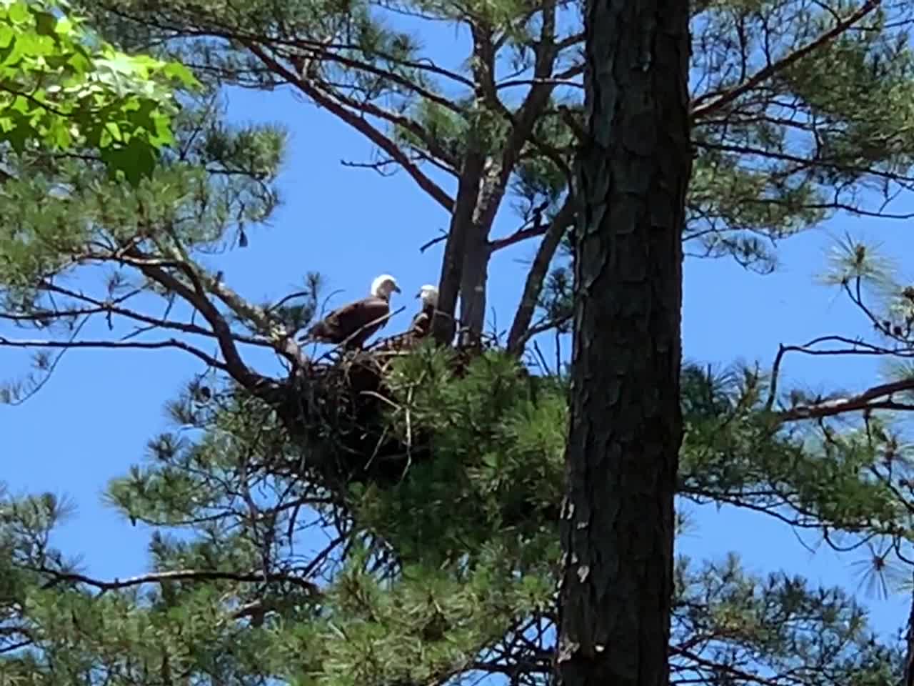 Bald eagles enjoying breakfast