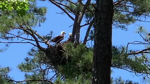 Bald eagles enjoying breakfast