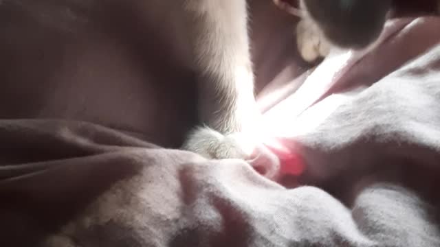 Cat lover,my cat is pretty nice