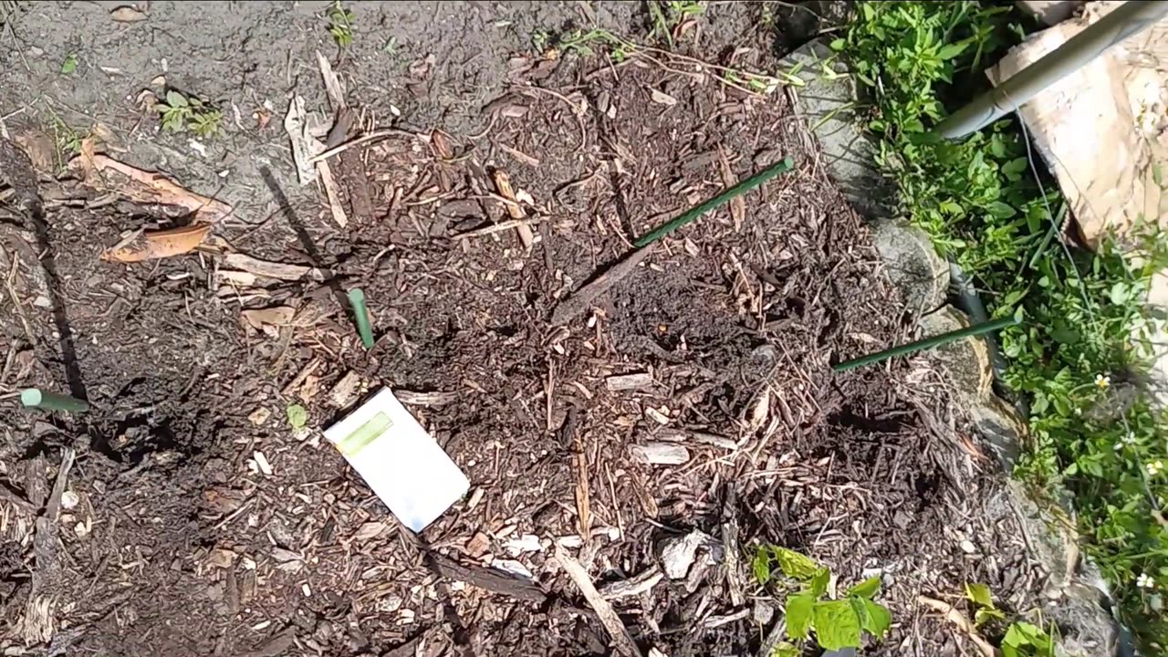 Planting Jicama from MIGardener